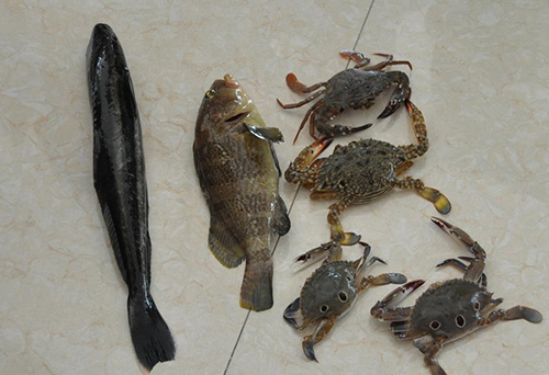 2011海的(de)收獲.jpg
