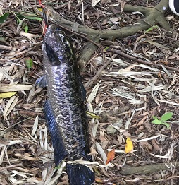 1520586241125805.jpg 2捕魚 (8).jpg