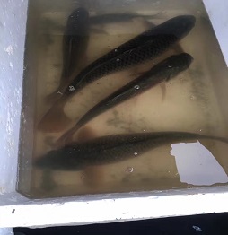 1520586256178623.jpg 2捕魚 (9).jpg
