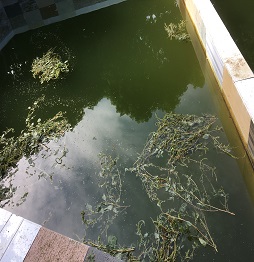 1520586269873501.jpg 3喂魚 (2).JPG