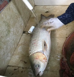 1521461959695852.jpg 捕魚3.jpg