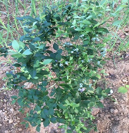 藍莓3.jpg