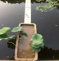 1525418835792747.jpg 荷花2.jpg