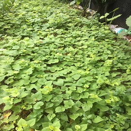番薯，菜園區的(de)番薯換成這(zhè)一(yī / yì ／yí)張.jpg