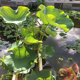 1534387050548571.jpg 荷花2,魚塘區兩張荷花中第一(yī / yì /yí)張删掉,第二張變第一(yī / yì /yí)張,這(zhè)張是(shì)第二張.jpg