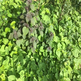紫蘇，菜園區.jpg